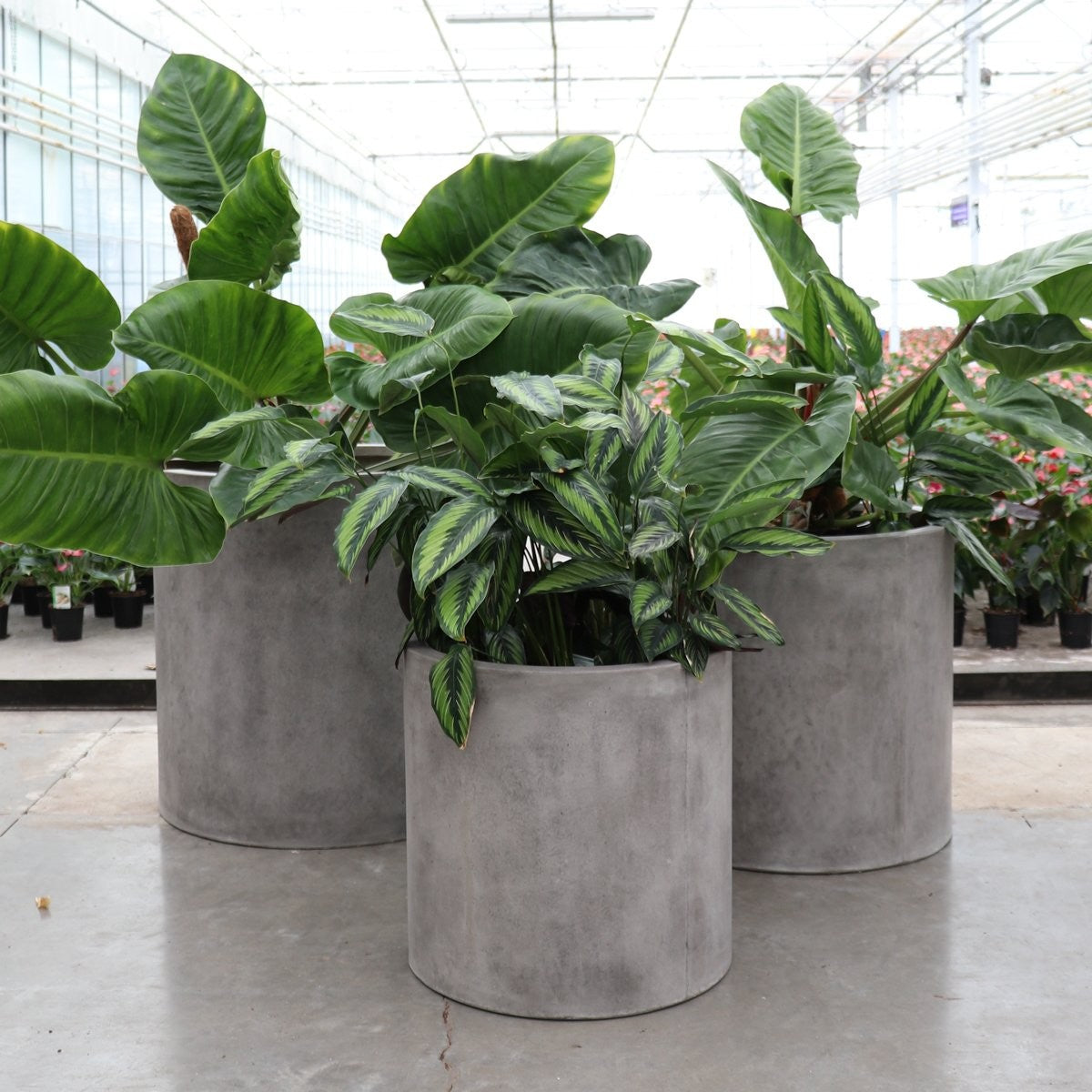 Mikonui Cylinder Outdoor Planter - Weathered Cement (3 Sizes)