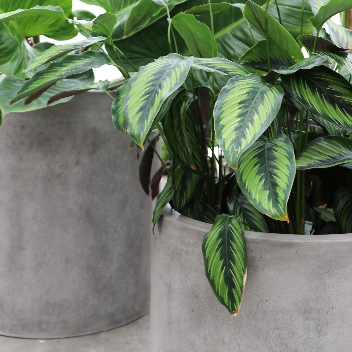 Mikonui Cylinder Outdoor Planter - Weathered Cement (3 Sizes)