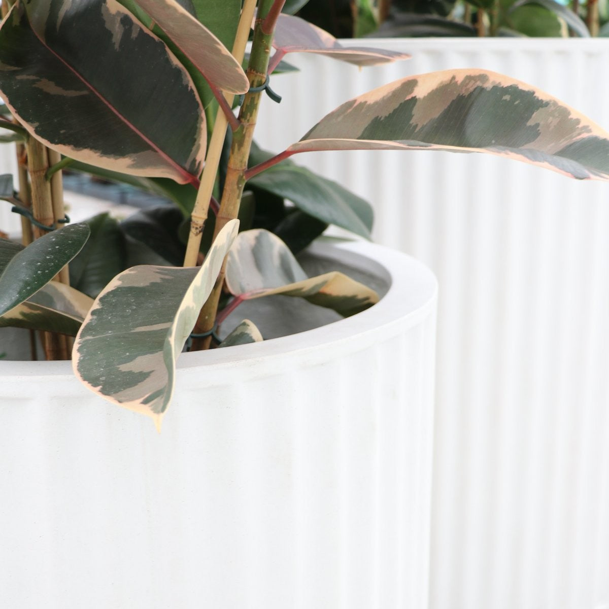 Piako Ribbed Cylinder Outdoor Planter - Chalk (3 Sizes)