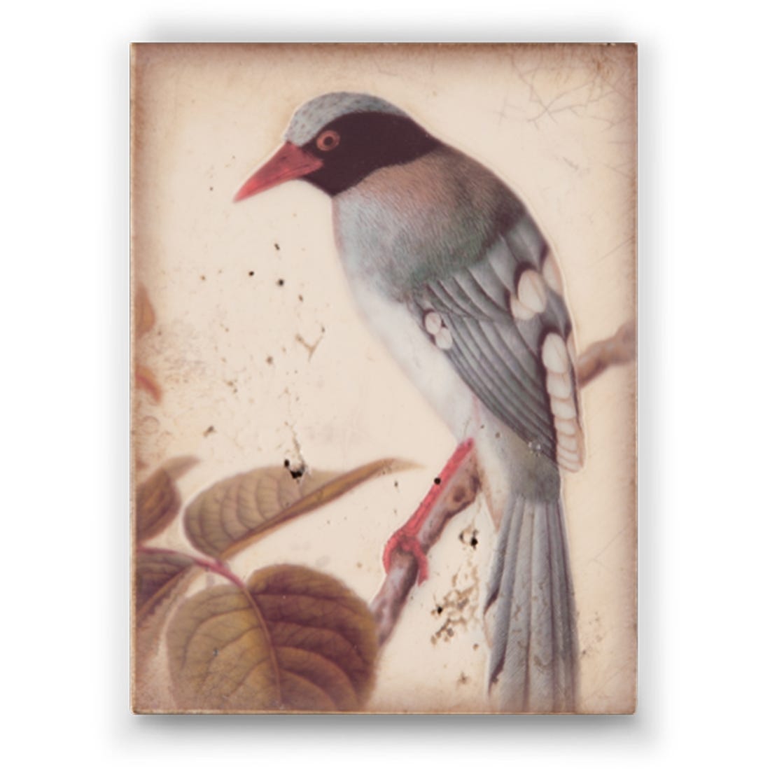 Sid Dickens Memory Block - Winged Sage