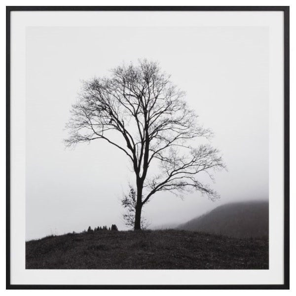 Lone Misty Tree Art Work