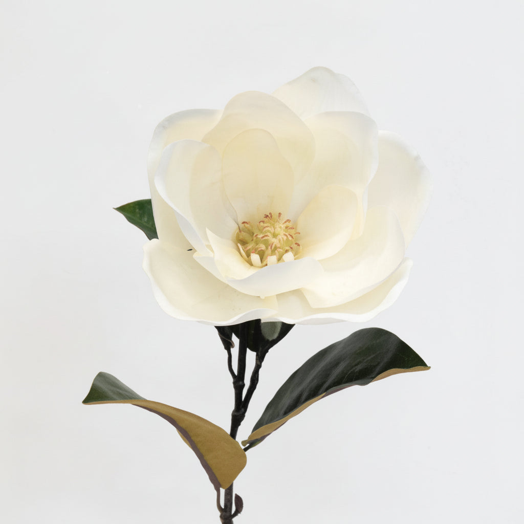 Cameo Magnolia
