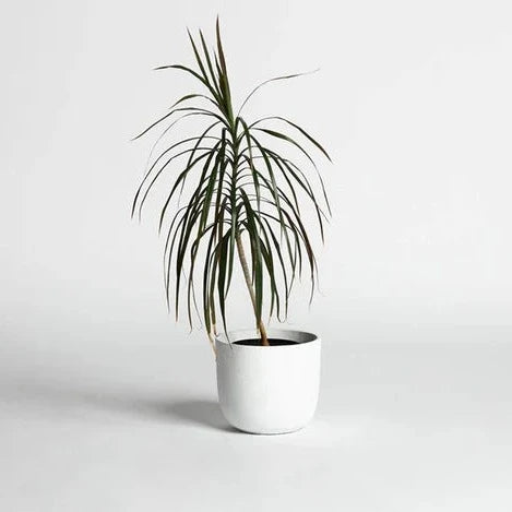 Rustie Large Planter Pot - White