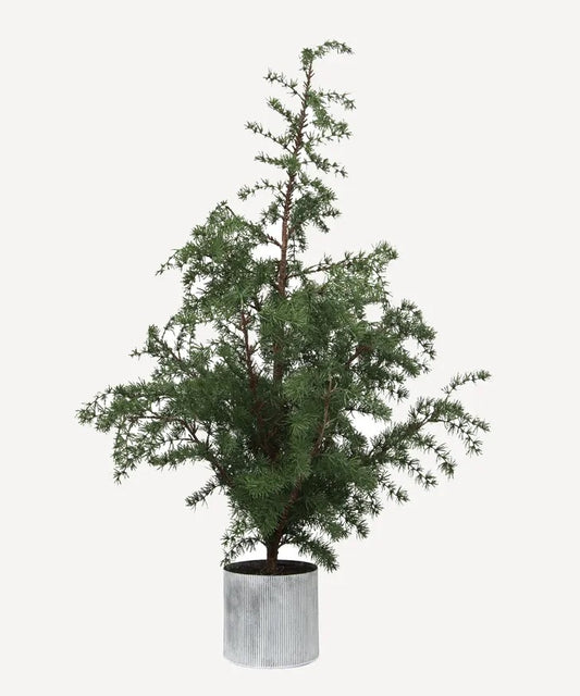 Fraser Fir Christmas Tree - Potted (4 Sizes)