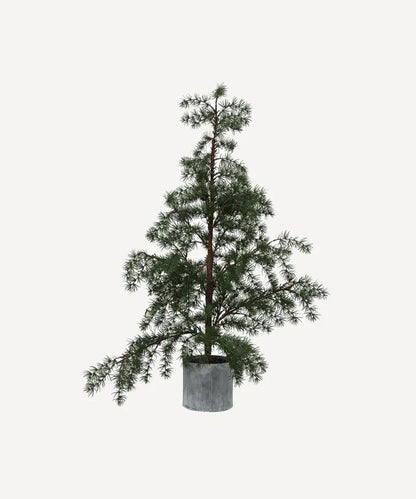 Fraser Fir Christmas Tree - Potted (4 Sizes)