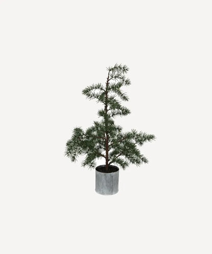 Fraser Fir Christmas Tree - Potted (4 Sizes)