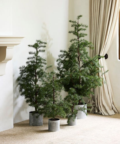 Fraser Fir Christmas Tree - Potted (4 Sizes)