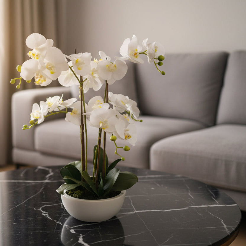 Potted white orchid plant on a white background
