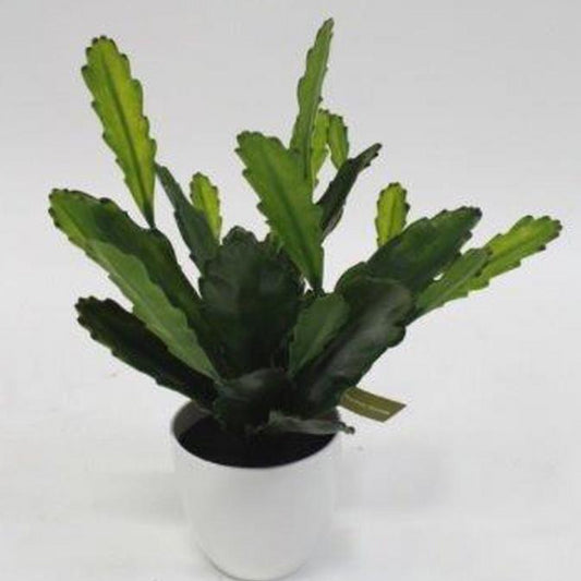 Epiphyllum Cactus in Pot