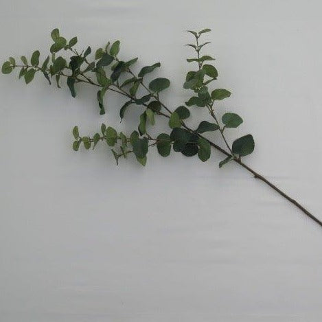 Large Eucalyptus Stem